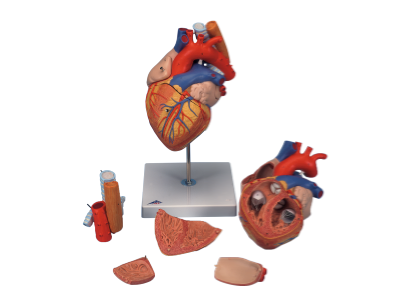 Model af hjerte, 5 dele, 2x forstørret, med del af luft- og spiserør.